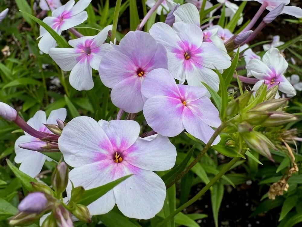 Phlox 'Opening Act Pink-a-Dot' (Opening Act Pink-a-Dot Hybrid